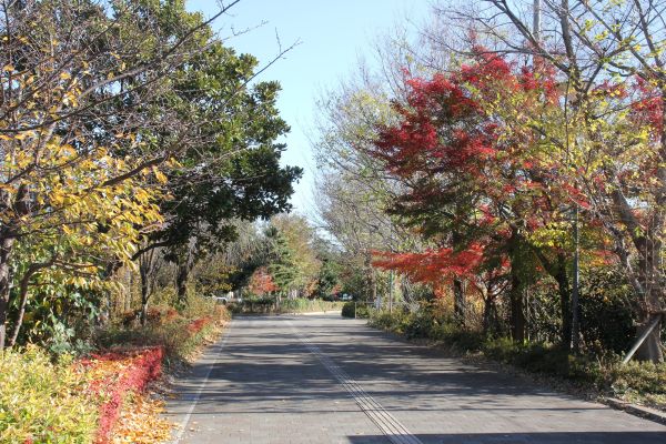 061212 桜並木 (22).JPG